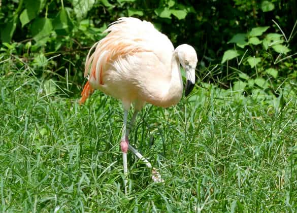 動物図鑑・チリーフラミンゴ
